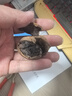 朵芮蜜2025大涼山去青皮新鮮濕核桃薄殼孕婦零食非紙皮核桃應(yīng)季補(bǔ)腦鮮果 實惠中大果3斤送夾子普通快遞 曬單實拍圖