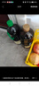 李錦記 草菇老抽1.9L(1.75L加送150ml) 0添加防腐劑 專(zhuān)業(yè)紅燒 醬油 曬單實(shí)拍圖