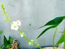 恒豐源郫縣豆瓣醬500g調(diào)味醬炒菜調(diào)料辣椒醬火鍋干鍋醬黃豆醬紅油豆瓣醬 曬單實(shí)拍圖
