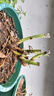 5棵8年老樁玫瑰花樹苗四季開花盆栽地載花卉室外薔薇花苗爬藤 玫瑰老根花色隨機(jī)（5棵裝） 曬單實(shí)拍圖