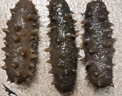 參百味 大連淡干海參干貨 250g 25-45只 半斤裝 遼刺參海鮮中秋禮品裝 曬單實(shí)拍圖