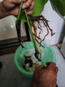 開背龜背竹水培室內(nèi)客廳綠植盆栽四季好養(yǎng)辦公室桌面水養(yǎng)植物花卉 精品龜背竹+橢圓灰晶瓶+卡片 整體（高50-60cm）（帶吊卡） 曬單實拍圖