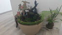 苔蘚微景觀盆景鋪面青苔白發(fā)小灰短絨蘚假山水陸雨林造景庭院綠化 新鮮短絨蘚約35*24cm（1張） 曬單實(shí)拍圖