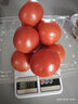 水果沙瓤西紅柿多汁純天然農家種植3斤~4.5斤現摘現發(fā)番茄整箱 沙瓤西紅柿3斤 曬單實(shí)拍圖