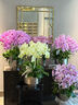 Only you【兩小時(shí)達(dá)】蝴蝶蘭帶花苞花劍花盆真花蘭花盆栽開業(yè)教師節(jié)禮物 6株紫色（瓷盆隨機(jī)） 曬單實(shí)拍圖