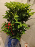 愛(ài)優(yōu)尚桂花樹(shù)苗四季桂盆栽可食用開(kāi)花香室內外陽(yáng)臺客廳老樁源頭直發(fā) 曬單實(shí)拍圖