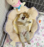 祥記萌奇純種柴犬幼犬活體秋田犬赤柴豆柴幼犬寵物狗狗活體雙血統(tǒng)小中型犬 血統(tǒng)級 曬單實拍圖