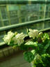 臨雅茉莉花盆栽老樁室內花卉陽(yáng)臺花苗虎頭綠植物好養160#原盆源頭直發(fā) 曬單實(shí)拍圖