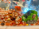 大海邊【12倉速發(fā)】 南京雨花石原石天然鵝卵石石頭花盆魚(yú)缸裝飾彩色 精品圓形瑪瑙1斤【2.0-3.0cm】 曬單實(shí)拍圖
