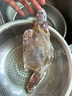 舟山梭子蟹鮮活特大野生大螃蟹新鮮冷凍海鮮水產(chǎn)海蟹飛蟹白蟹順豐 7-9兩/只【5斤凈重 特大肥壯】 曬單實(shí)拍圖