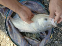 川澤錘頭尾夜光漂咬鉤變色高靈敏超亮醒目電子漂野釣魚(yú)漂鯽鯉鰱鳙浮漂 升級(jí)硬尾PJ04【野釣綜合】鉛2.2g 【咬鉤變色】加粗醒目尾 曬單實(shí)拍圖