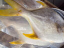翔泰 海南金鯧魚(yú)凈重900g 2條裝  魚(yú)類生鮮 燒烤 火鍋食材 海鮮水產(chǎn) 曬單實(shí)拍圖