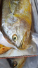 海名威寧德三去大黃魚(yú) 對半厚切黃花魚(yú) 凈重2斤/3片裝 海鮮 魚(yú)類(lèi) 中秋 曬單實(shí)拍圖