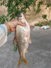趣玲瓏釣魚用鉛皮卷快速鉛墜鉛卷鉛皮座臺(tái)釣魚線組垂釣魚用品漁具 0.8#鉛皮卷[5卷]送剪刀 曬單實(shí)拍圖