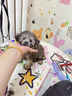 泰迪幼犬純種灰泰迪貴賓犬茶杯犬長不大小體狗小型犬活體狗寵物狗 寵物級(jí) 灰泰迪 公 曬單實(shí)拍圖