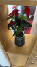 花翁水培紅掌盆栽花卉室內(nèi)綠植源頭直發(fā) 【爆款新品】特級(jí)紅掌繁星盆 曬單實(shí)拍圖