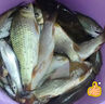 神聚釣魚(yú)小藥成熟配方黑坑野釣鯽魚(yú)鯉魚(yú)草魚(yú)青魚(yú)餌料老三樣全套小藥 鯉魚(yú)套裝 曬單實(shí)拍圖