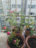 果汁陽(yáng)臺月季花苗四季開(kāi)花卉盆栽綠植物室內花易活玫瑰帶花苞庭院 天方夜譚【大花濃香，月月開(kāi)分枝多】 【帶花苞】【盆口徑15cm】原盆冠25高35 曬單實(shí)拍圖