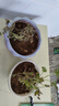 驅(qū)蚊草驅(qū)蚊植物天竺葵室內(nèi)防蚊香草驅(qū)蚊子綠植花卉香葉盆栽地栽苗 不帶盆2盆 10-15厘米 曬單實(shí)拍圖