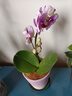 蝴蝶蘭花苗帶花苞客廳辦公室室內(nèi)桌面裝飾花卉植物四季好養(yǎng)盆栽 寶貝蝴蝶蘭配漸變紫陶瓷盤(pán) 曬單實(shí)拍圖
