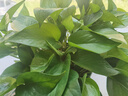 雙盟綠蘿盆栽除甲醛花卉綠植辦公室新房?jì)艋諝?80加侖4盆裝源頭直發(fā) 曬單實(shí)拍圖