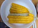新鮮現(xiàn)摘金銀水果玉米爆漿多汁直播間輕食早餐買菜超市蔬菜品質(zhì) 新鮮金銀水果玉米9斤 含箱 曬單實拍圖