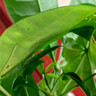 聽雪樓三桿發(fā)財樹盆栽桌面綠植擺件室內(nèi)辦公室客廳植物新房花卉 三桿發(fā)財樹+招財進寶盆【冰裂藍釉】 含（吊牌+陶粒） 曬單實拍圖