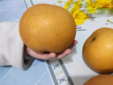 秋月梨正宗中秋送禮梨子新鮮水果當(dāng)季特大冰糖梨現(xiàn)摘香甜梨子整箱 5斤 【嚴(yán)選裝】品質(zhì)升級，嚴(yán)選好果 曬單實拍圖