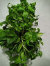 雙盟綠蘿盆栽除甲醛花卉綠植辦公室新房?jì)艋諝?120款10盆源頭直發(fā) 曬單實(shí)拍圖