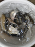漁之源釣魚(yú)傘防雨垂釣加厚多向釣傘漁具傘戶(hù)外釣魚(yú)遮陽(yáng)傘 1.8米 【單層輕便 加厚黑膠】UPF50+更防曬 曬單實(shí)拍圖