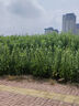 361°環(huán)?？咕牧蠚饽z外套2025秋季新款雨屏防潑水連帽軟殼風(fēng)衣 燈塔灰 L 曬單實(shí)拍圖
