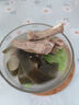 莊園黑 無(wú)抗高原黑豬脊骨3斤 帶肉豬龍骨豬骨火鍋高湯食材 黑豬肉 生鮮 曬單實(shí)拍圖