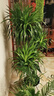 植男植女龍血樹(shù)綠植盆栽龍須樹(shù)室內辦公室客廳造型大型落地植物源頭直發(fā) 曬單實(shí)拍圖
