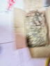 京鮮生 云南小黃姜 凈重3斤 生姜 新鮮蔬菜 源頭直發(fā) 曬單實(shí)拍圖