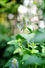 索尼（SONY）FE 50mm F1.4 GM 全畫(huà)幅大光圈定焦G大師鏡頭 人像攝影(SEL50F14GM) 曬單實(shí)拍圖