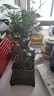 佰花錦文竹桌面盆栽新中式綠植辦公室客廳盆景茶臺臥室好養(yǎng)綠植花卉植物 【送方底座】文竹+pvc舍得盆+黑沙石鋪面 20-30cm 曬單實拍圖