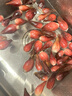 辰實(shí)【現挖】陽(yáng)荷姜新鮮 當季洋荷姜 洋河筍現摘蔬菜 2斤【現挖現發(fā)】 曬單實(shí)拍圖