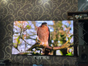 索尼（SONY）75英寸 索尼電視7系 MiniLED 電影感光影/原彩 22bit灰階控制 XR芯片 75XR70 一級能效 國家補(bǔ)貼 曬單實拍圖