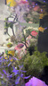 【順豐快速發(fā)貨】3-5CM彩色天使魚 群游觀賞魚淡水活體小型魚好養(yǎng) 10條（紅黃白綠紫）含2條備損 下單送飼料丨順豐包郵發(fā)貨 曬單實拍圖