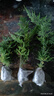 文竹盆栽室內(nèi)客廳植物花卉辦公室綠植桌面凈化空氣創(chuàng)意小盆景原盆 精選小文竹【15-22cm高】3盆+育苗盤 曬單實拍圖