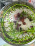 百綸木千藍禮服孔雀魚(yú)熱帶魚(yú)好養耐活魚(yú)缸淡水小型觀(guān)賞魚(yú)鳳尾魚(yú)瑯嬛藍使 藍禮服 2.5-4cm3只 曬單實(shí)拍圖