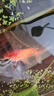 紅國獅金魚(yú)冷水魚(yú)鴻運當頭鶴頂鎏金金魚(yú)苗獅子頭好養耐活淡水金魚(yú) 紅國獅3-5cm3條 曬單實(shí)拍圖