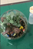 微景觀(guān) 創(chuàng  )意植物 迷你盆栽 DIY植物 生日禮物 苔蘚生態(tài)瓶 小梅龍貓---（12cm斜口帶墊子） 曬單實(shí)拍圖