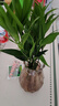驅(qū)蚊竹柏水培植物大棵室內(nèi)水養(yǎng)綠植花卉盆栽辦公室桌面驅(qū)蚊草好養(yǎng) 精選竹柏10棵+透明鉆石瓶+肥+石 曬單實(shí)拍圖