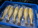 昌鮮園舟山生態(tài)大黃魚(yú)禮盒深海黃花魚(yú)鮮活冷凍生鮮海鮮年貨禮包水產(chǎn)商用 6條禮盒裝（每條約1斤） 曬單實(shí)拍圖
