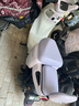愛瑪電動自行車羅蘭【北京】48V30Ah星恒鋰電長續(xù)航90KM智能APP互聯(lián)碟剎舒適復(fù)古Q系電動車 丁香粉 曬單實拍圖