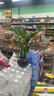 天堂鳥招財大氣大型綠植盆栽客廳耐旱好養(yǎng)護懶人綠植室內(nèi)凈化空氣 天堂鳥40-50cm【3顆】+原盆原土 曬單實拍圖
