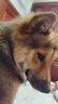 比樂(lè )狗糧原味鮮泰迪博美比熊小型犬通用幼犬成犬寵物食品低敏無(wú)谷零食小型幼犬糧_50g試用裝 曬單實(shí)拍圖