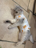 華元寵具（hoopet）貓咪絕育服寵物母貓小狗狗幼貓手術(shù)服透氣斷奶服公貓防舔術(shù)后衣服 曬單實(shí)拍圖