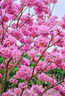 正宗黃花風(fēng)鈴木樹(shù)苗金花風(fēng)鈴木苗紅花紫花多花小苗別墅庭院風(fēng)景樹(shù) 紫花風(fēng)鈴木 2公分粗（樹(shù)形筆直）送肥料 曬單實(shí)拍圖